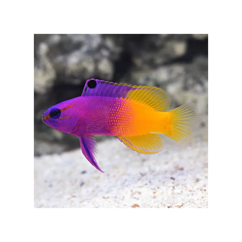 Gramma Loreto (Royal Gramma) | Coralandfishstore.nl Gramma Loreto (Royal Gramma) | Coralandfishstore.nl