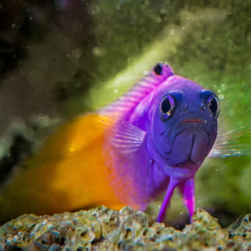 Gramma Loreto (Royal Gramma) | Coralandfishstore.nl Gramma Loreto (Royal Gramma) | Coralandfishstore.nl