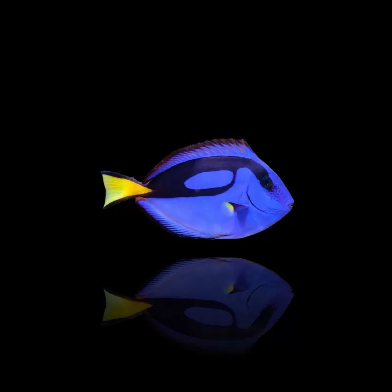 Paracanthurus Hepatus (S) Paracanthurus Hepatus (S)