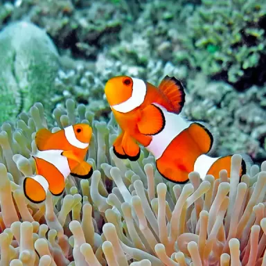 Amphiprion Occelaris kaufen? | Coralandfishstore.nl Amphiprion Occelaris kaufen? | Coralandfishstore.nl