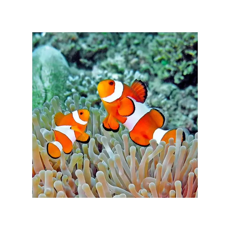 Acheter Amphiprion Occelaris? | Coralandfishstore.nl Acheter Amphiprion Occelaris? | Coralandfishstore.nl