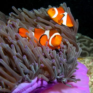 Amphiprion Occelaris kaufen? | Coralandfishstore.nl Amphiprion Occelaris kaufen? | Coralandfishstore.nl