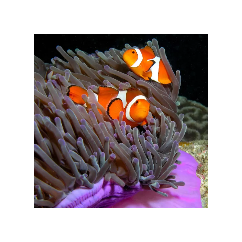Acheter Amphiprion Occelaris? | Coralandfishstore.nl Acheter Amphiprion Occelaris? | Coralandfishstore.nl