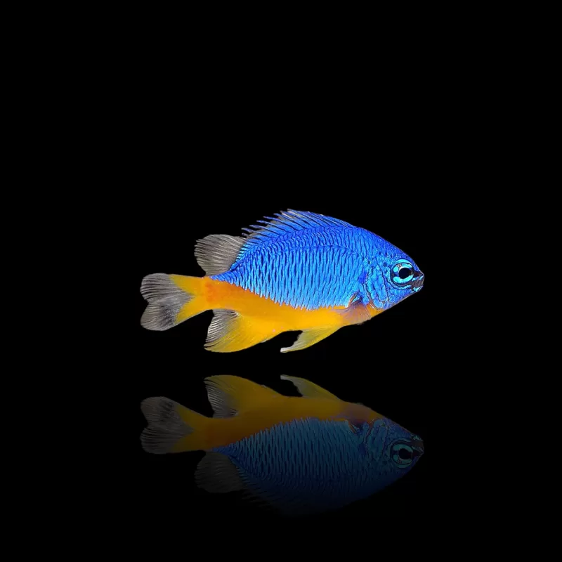 Chrysiptera Hemicyanea | Coralandfishstore.nl