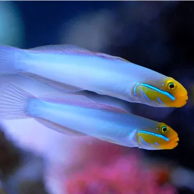 Valenciennea Strigata  - Blauw streep zandhapper