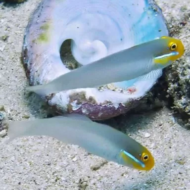 Valenciennea Strigata  - Blauw streep zandhapper
