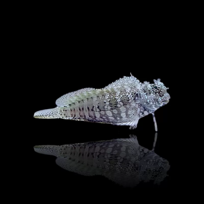 Salarias fasciatus | Coralandfishstore.nl Salarias fasciatus | Coralandfishstore.nl