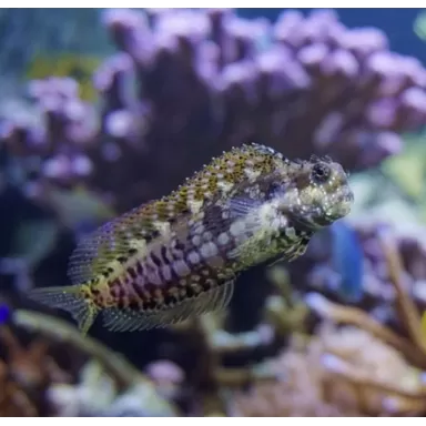 Salarias fasciatus | Coralandfishstore.nl