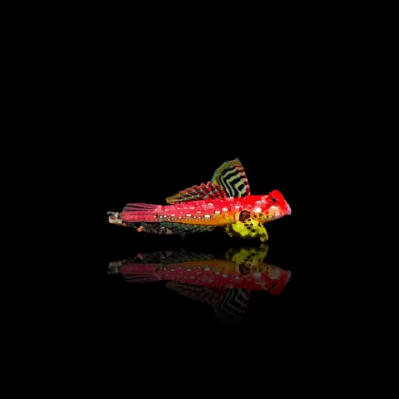 Synchiropus Sycorax | Coralandfishstore.nl Synchiropus Sycorax | Coralandfishstore.nl