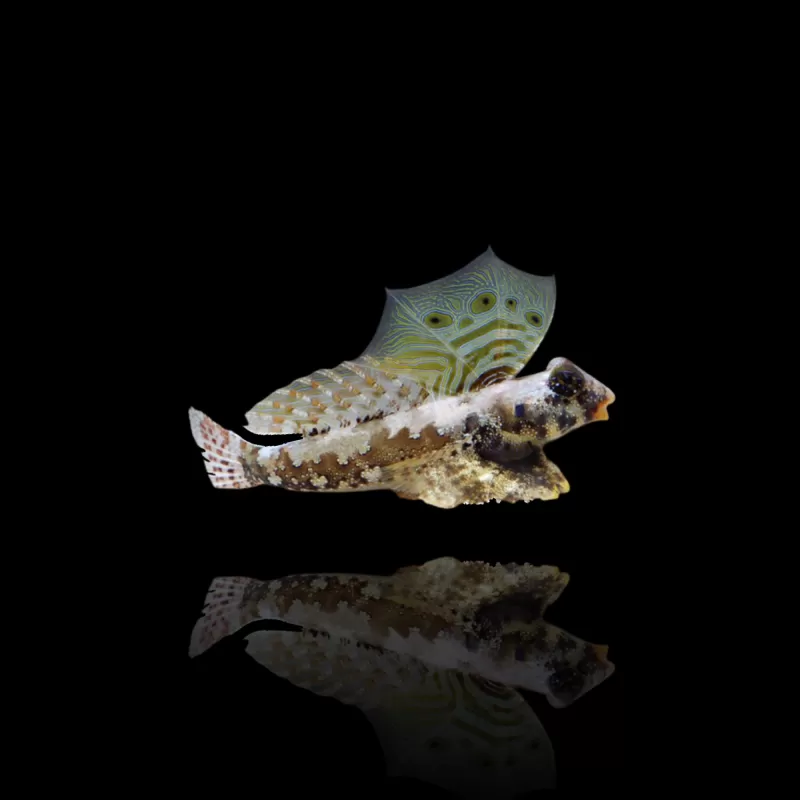 Synchiropus ocellatus - Brauner Grubenfisch - Scooter Blennie Synchiropus ocellatus - Brauner Grubenfisch - Scooter Blennie