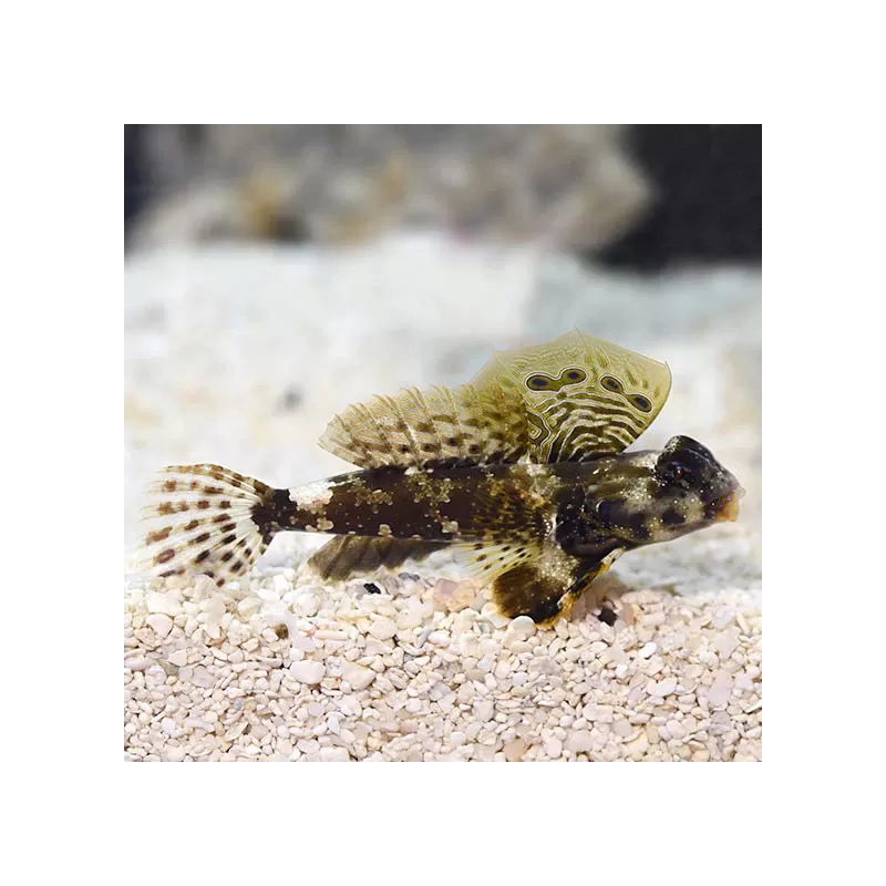 Synchiropus ocellatus - Brauner Grubenfisch - Scooter Blennie Synchiropus ocellatus - Brauner Grubenfisch - Scooter Blennie