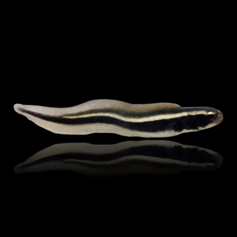 Möchten Sie Pholidichthys Leucotaenia bestellen? l Coralandfishstore.nl