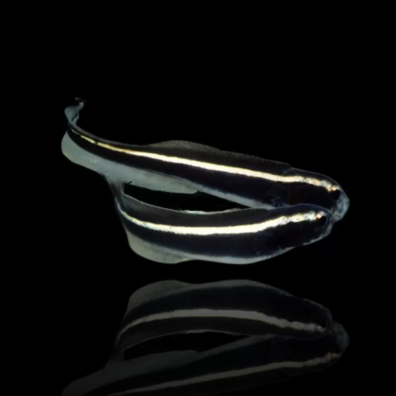 Pholidichthys Leucotaenia