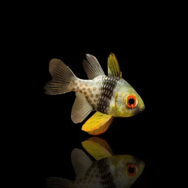 Sphaeramia Nematoptera | Coralandfishstore.nl