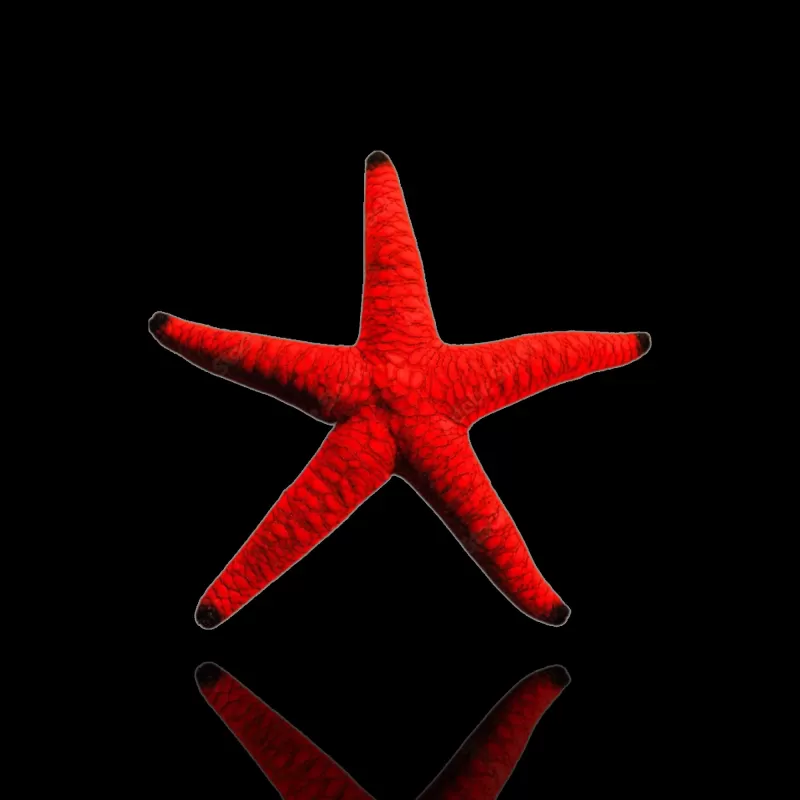 Möchten Sie Fromia Elegans – Roter Marmor-Seestern kaufen? Möchten Sie Fromia Elegans – Roter Marmor-Seestern kaufen?