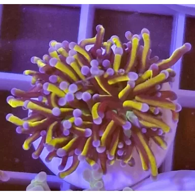 Kaufen Sie Euphyllia Glabrescens Golden Torch Indo | Coralandfishstore.nl