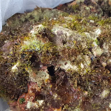 Möchten Sie wild lebenden Stein Indonesien kaufen? Coralandfishstore Möchten Sie wild lebenden Stein Indonesien kaufen? Coralandfishstore