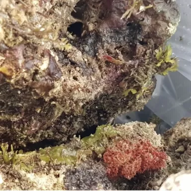 Möchten Sie wild lebenden Stein Indonesien kaufen? Coralandfishstore Möchten Sie wild lebenden Stein Indonesien kaufen? Coralandfishstore