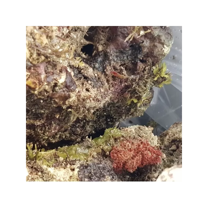 Möchten Sie wild lebenden Stein Indonesien kaufen? Coralandfishstore Möchten Sie wild lebenden Stein Indonesien kaufen? Coralandfishstore