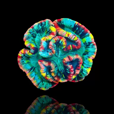 Kaufen Sie Trachyphyllia geoffroyi Master L Größe Australien | Coralandfishstore.nl