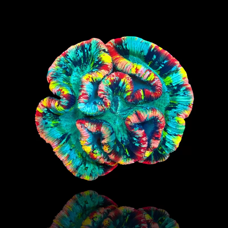 Acheter Trachyphyllia geoffroyi Master taille L Australie | Coralandfishstore.nl Acheter Trachyphyllia geoffroyi Master taille L Australie | Coralandfishstore.nl