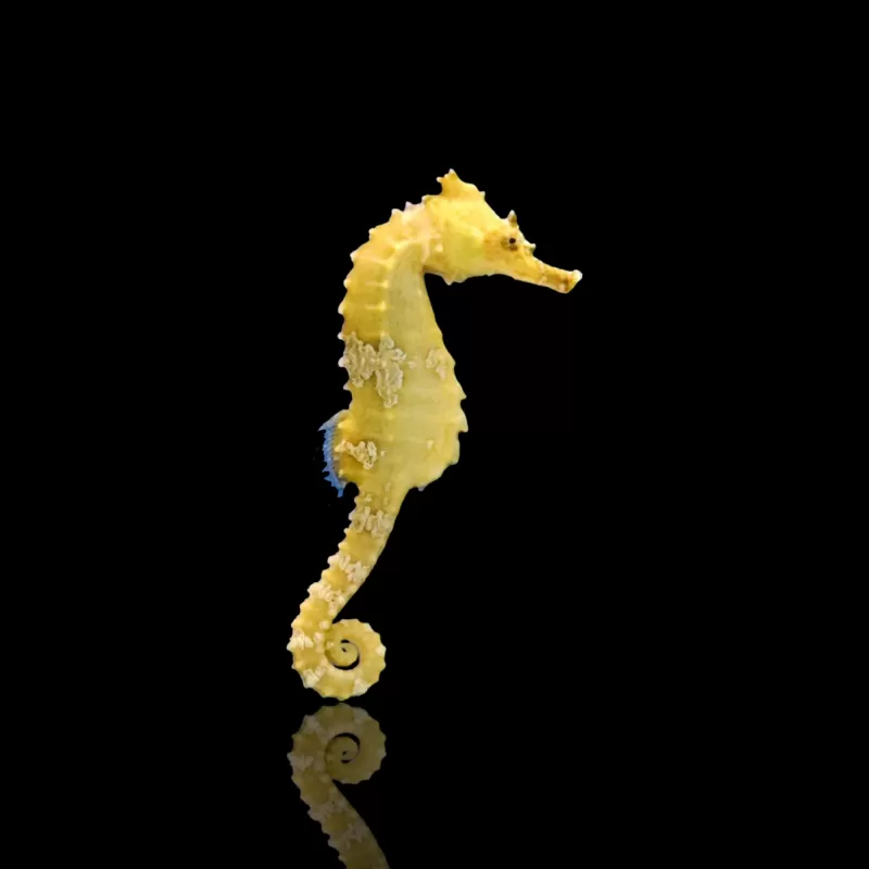 Hippocampus erectus Hippocampus erectus