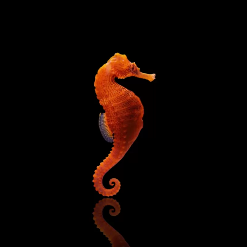 Hippocampus erectus Hippocampus erectus
