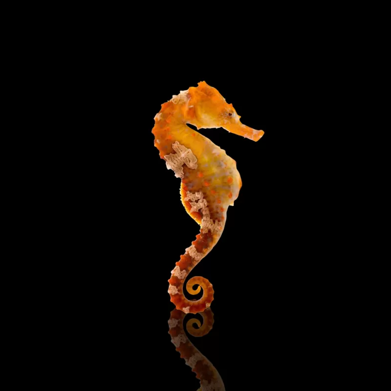 Hippocampus erectus Hippocampus erectus
