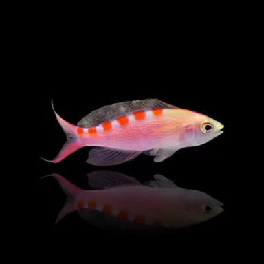 Pseudanthias Flavoguttatus | Coralandfishstore.nl Pseudanthias Flavoguttatus | Coralandfishstore.nl