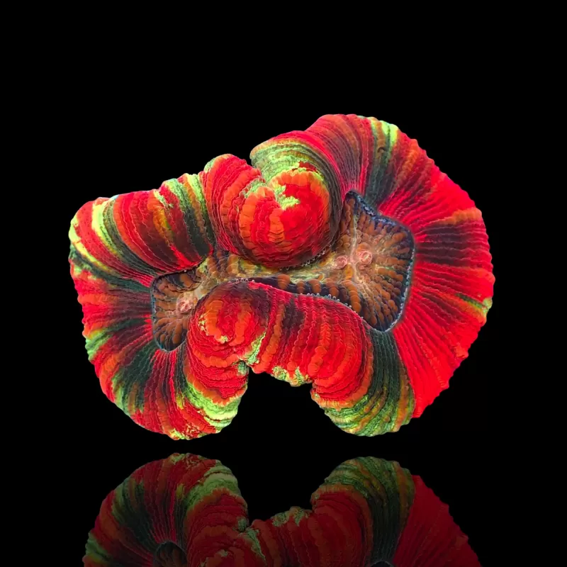 Trachyphyllia geoffroyi - Ultra Red Rim - Australie