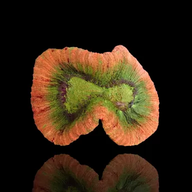 Acheter Trachyphyllia sp Orange / Bord Rouge Taille L | Coralandfishstore.nl