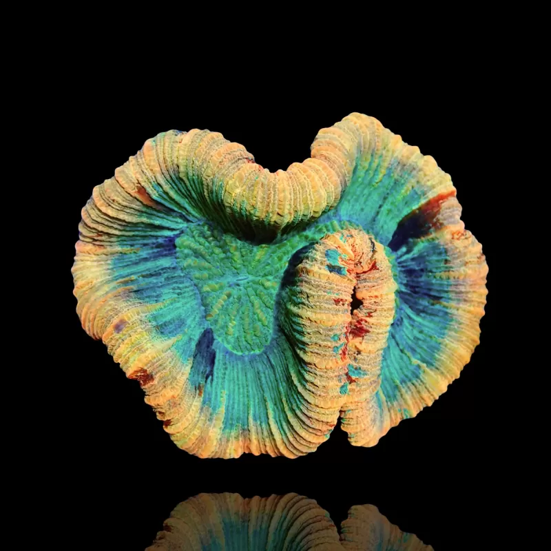 Acheter Trachyphyllia sp Orange / Bord Rouge Taille L | Coralandfishstore.nl Acheter Trachyphyllia sp Orange / Bord Rouge Taille L | Coralandfishstore.nl