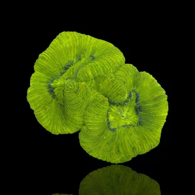 Trachyphyllia Geoffroyi Vert Fluor Australie