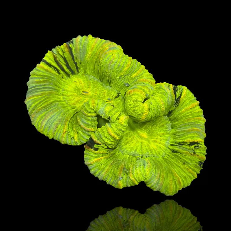 Trachyphyllia Geoffroyi Green Fluor Australie