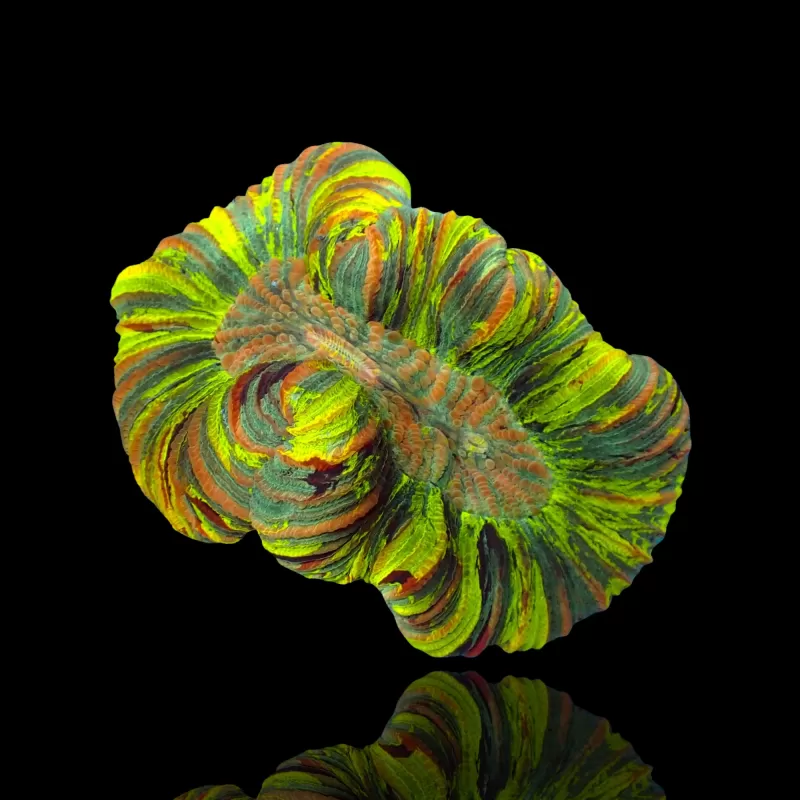 Trachyphyllia Geoffroyi Vert Fluor Australie Trachyphyllia Geoffroyi Vert Fluor Australie