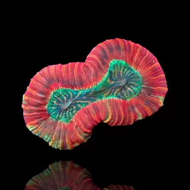 Möchten Sie Trachyphyllia Geoffroyi Red Rim kaufen? | Coralandfishstore.nl