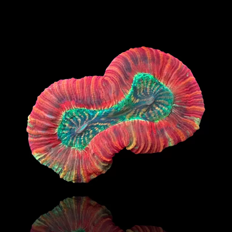 Vous souhaitez acheter du Trachyphyllia Geoffroyi Red Rim ? | Coralandfishstore.nl Vous souhaitez acheter du Trachyphyllia Geoffroyi Red Rim ? | Coralandfishstore.nl