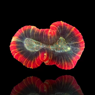 Vous souhaitez acheter du Trachyphyllia Geoffroyi Red Rim ? | Coralandfishstore.nl