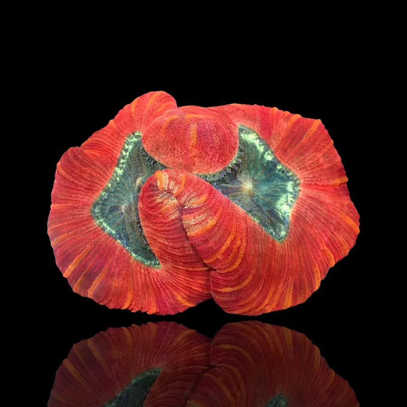 Vous souhaitez acheter du Trachyphyllia Geoffroyi Red Rim ? | Coralandfishstore.nl Vous souhaitez acheter du Trachyphyllia Geoffroyi Red Rim ? | Coralandfishstore.nl