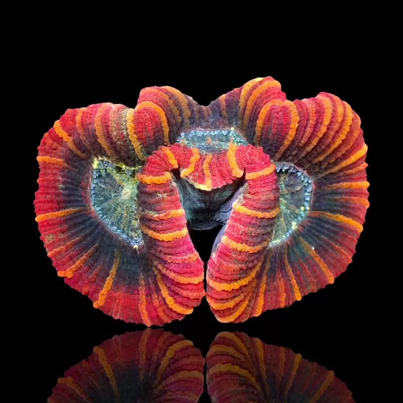 Trachyphyllia Geoffroyi Red Rim