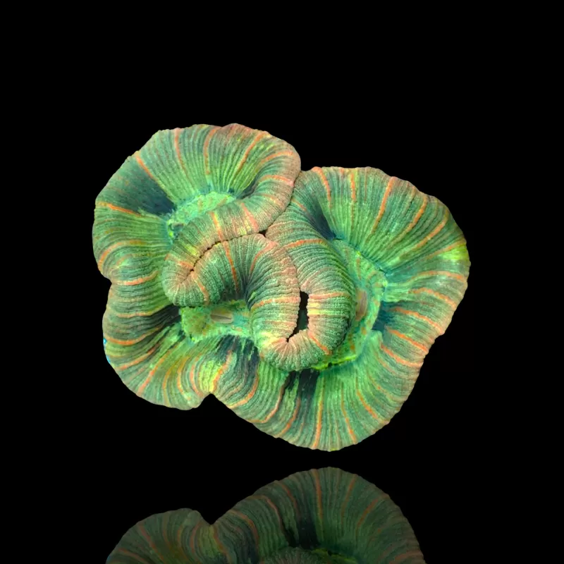 Kaufen Sie Trachyphyllia B-Klasse Australien | Coralandfishstore.nl Kaufen Sie Trachyphyllia B-Klasse Australien | Coralandfishstore.nl