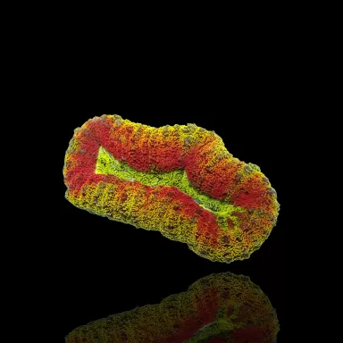 Lobophyllia sp.Multi Coloured (rare) Australie kopen | Coralandfishstore.nl