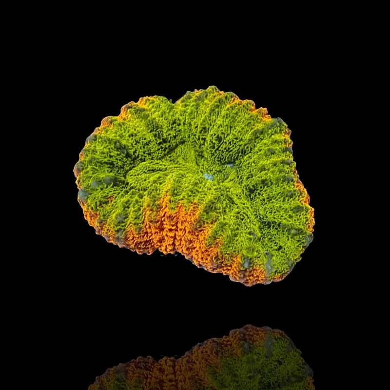 Lobophyllia sp.Multi Coloured (rare) Australie kopen | Coralandfishstore.nl Lobophyllia sp.Multi Coloured (rare) Australie kopen | Coralandfishstore.nl