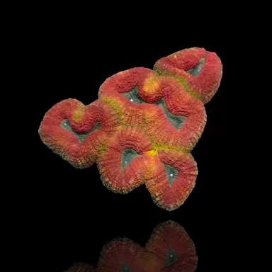 Möchten Sie Lobophyllia sp. mehrfarbige A-Klasse kaufen? | Coralandfishstore.nl