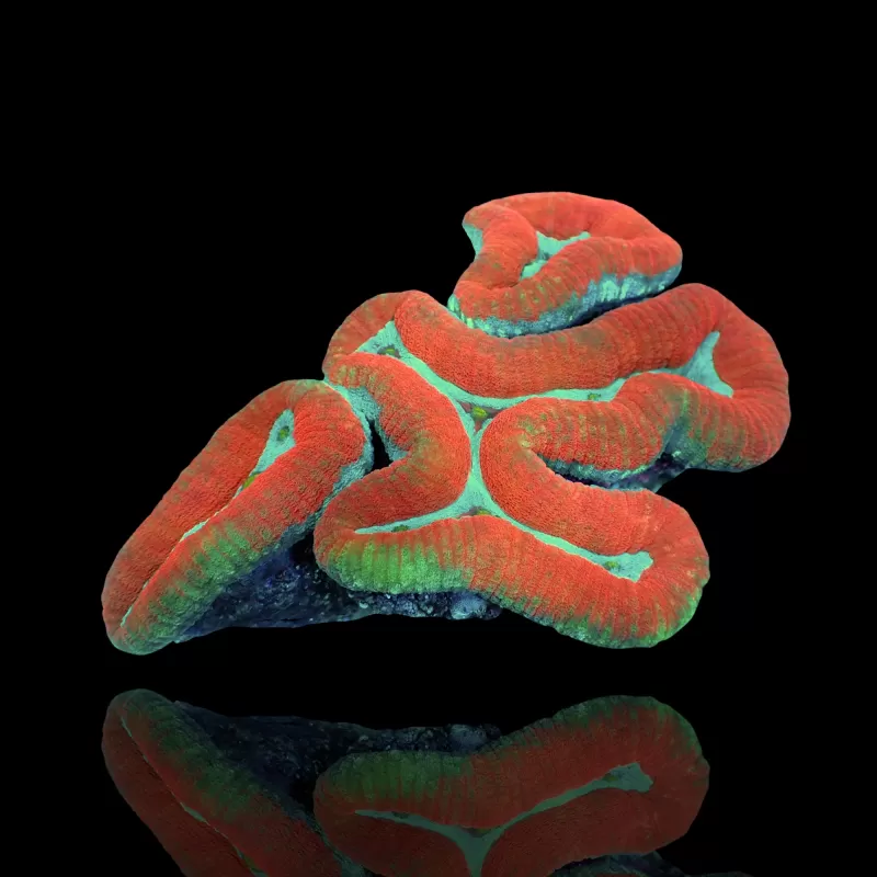 Kaufen Sie Lobophyllia sp mehrfarbig, Klasse A, Größe M, Australien | Coralandfishstore.nl Kaufen Sie Lobophyllia sp mehrfarbig, Klasse A, Größe M, Australien | Coralandfishstore.nl