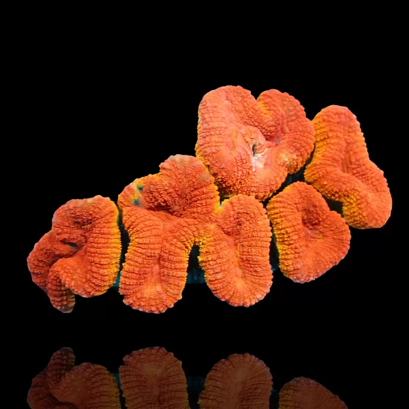Lobophyllia sp. Red Flame – Australien