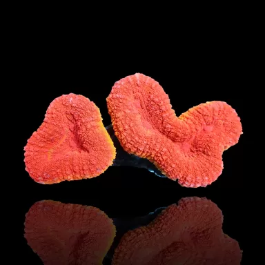 Achetez Lobophyllia sp. Red Flame - Australie | Coralandfishstore.nl