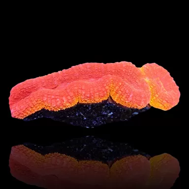 Achetez Lobophyllia sp. Red Flame - Australie | Coralandfishstore.nl