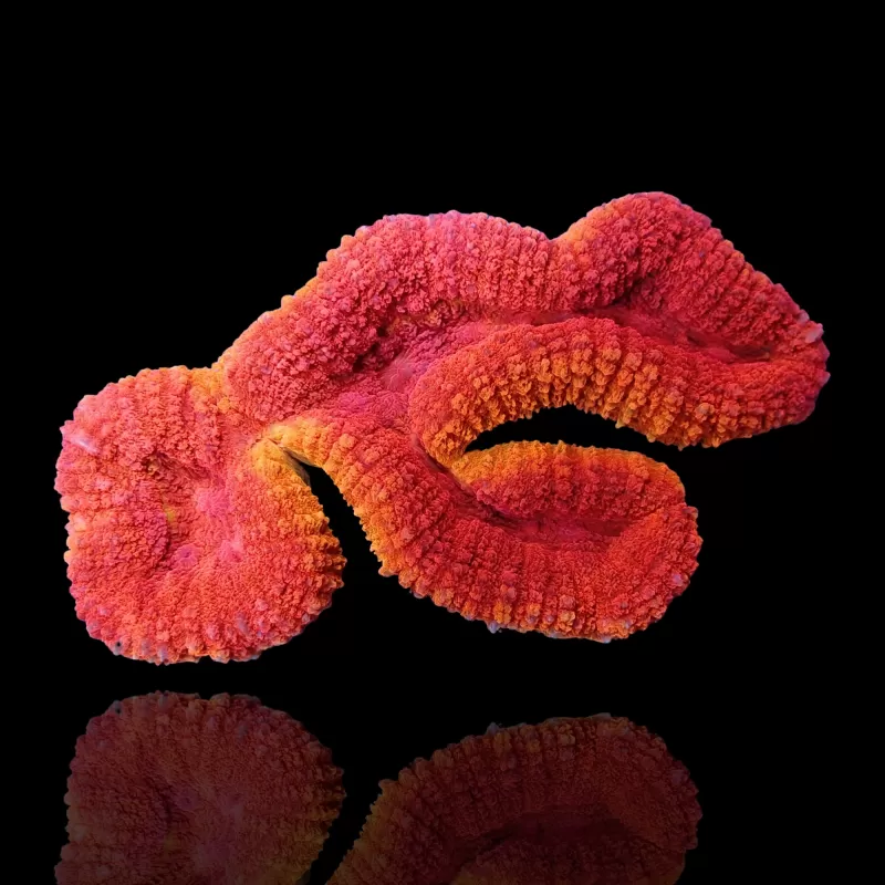 Lobophyllia sp. Red Flame – Australien