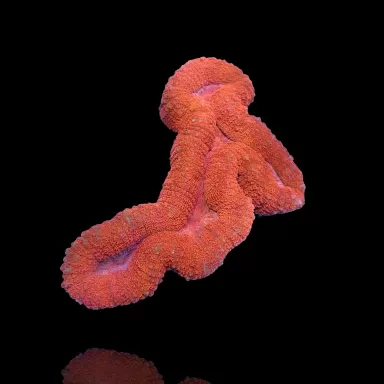 Acheter Lobophyllia sp. Red Australia ? | Coralandfishstore.nl